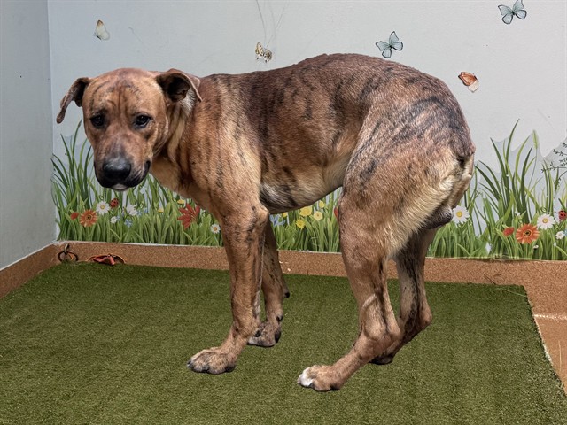 Shelter Stray Male Dog last seen , 38550 Sierra Hwy, Palmdale, CA 93550, USA