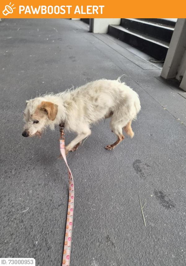 Found/Stray Male Dog last seen Wynne St and Beenleigh Rd, Sunnybank Hills, QLD 4109