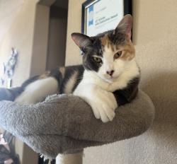 Reunited Female Cat last seen Near Tantara Way, Rocklin, CA 95765, USA, Rocklin, CA 95765