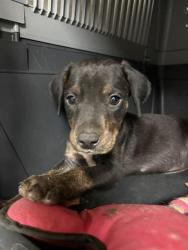 Shelter Stray Male Dog last seen Near 58 HWY, BAKERSFIELD CA 93307, 3951 Fruitvale Ave, Bakersfield, CA 93308, USA