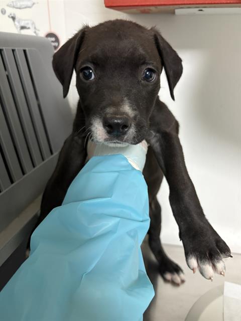 Shelter Stray Male Dog last seen Near 58 HWY, BAKERSFIELD CA 93307, 3951 Fruitvale Ave, Bakersfield, CA 93308, USA