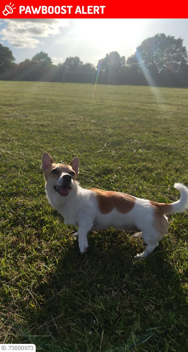 Lost Female Dog last seen Oak farm est in England, Greater London, England UB10 9DE