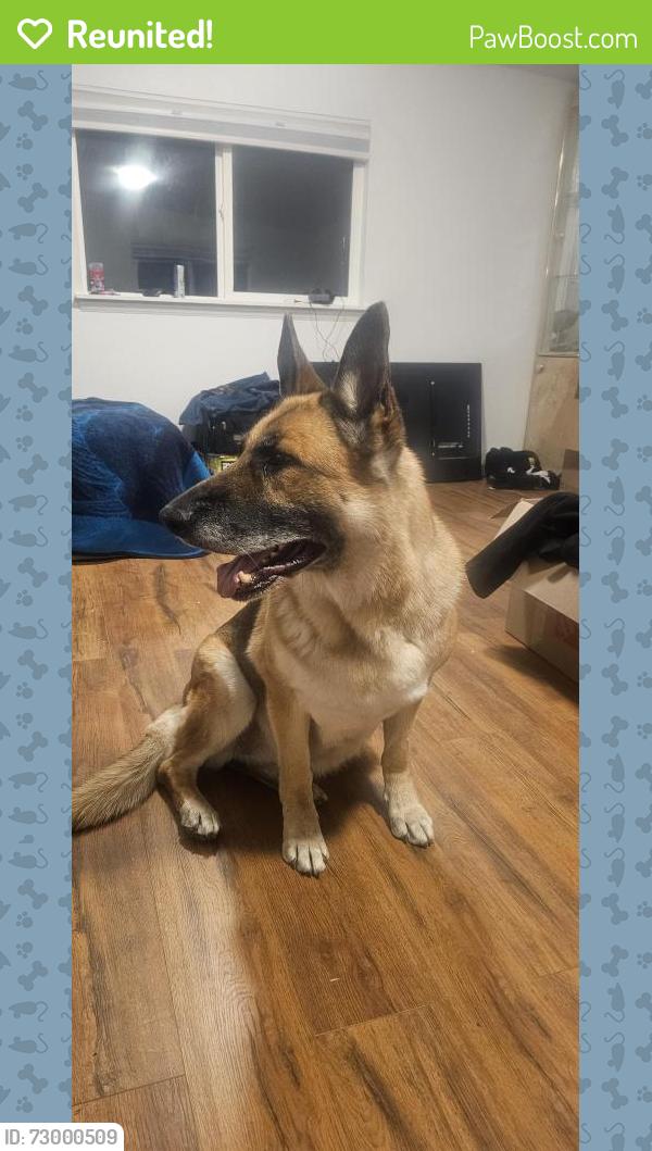 Reunited Female Dog last seen Pitikin S Aurora colorado , Aurora, CO 80013