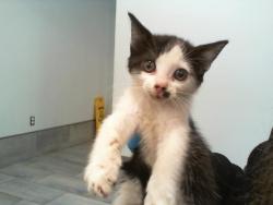 Shelter Stray Female Cat last seen CHARLOTTE, 8315 Byrum Dr, Charlotte, NC 28217, USA