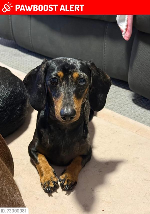 Lost Male Dog last seen Rochedale south state school, Rochedale South, QLD 4123