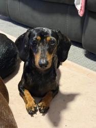 Lost Male Dog last seen Rochedale south state school, Rochedale South, QLD 4123
