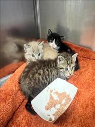 Shelter Stray Male Cat last seen , 957 N Gaffey St, San Pedro, CA 90731, USA