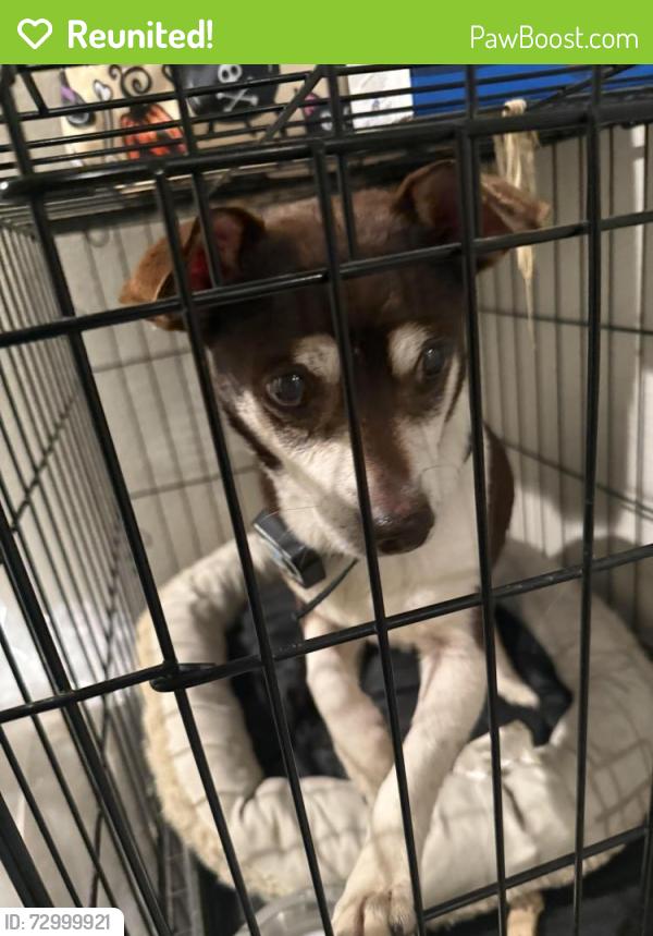 Reunited Male Dog last seen Ledbetter & westmoreland @ Williams chicken, Dallas, TX 75233
