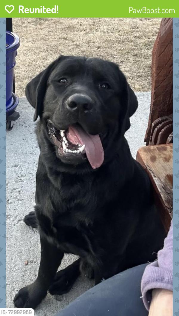 Reunited Male Dog last seen Governor Rd/Governor Place - South Hills/Lake Padden, Bellingham, WA 98229