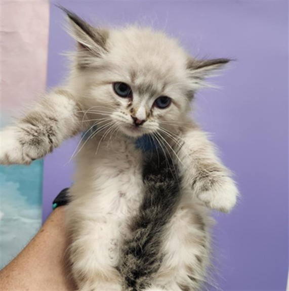 Shelter Stray Female Cat last seen COUNTRY HILL DR / SHELDON RD, 9150 Union Park Way, Elk Grove, CA 95624, USA