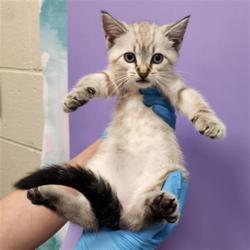 Shelter Stray Female Cat last seen COUNTRY HILL DR / SHELDON RD, 9150 Union Park Way, Elk Grove, CA 95624, USA