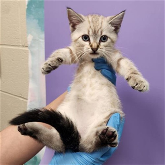 Shelter Stray Female Cat last seen COUNTRY HILL DR / SHELDON RD, 9150 Union Park Way, Elk Grove, CA 95624, USA