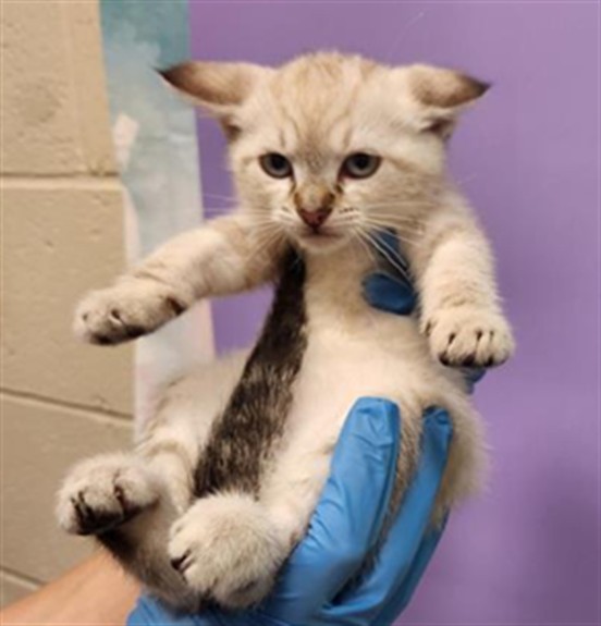 Shelter Stray Female Cat last seen COUNTRY HILL DR / SHELDON RD, 9150 Union Park Way, Elk Grove, CA 95624, USA