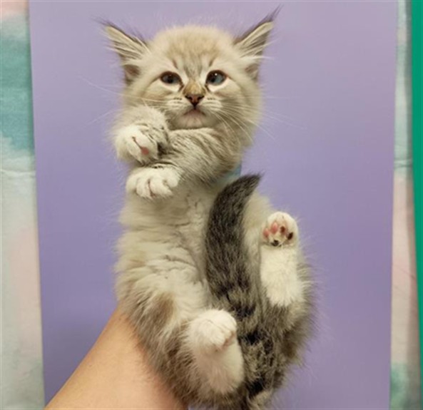Shelter Stray Male Cat last seen COUNTRY HILL DR / SHELDON RD, 9150 Union Park Way, Elk Grove, CA 95624, USA