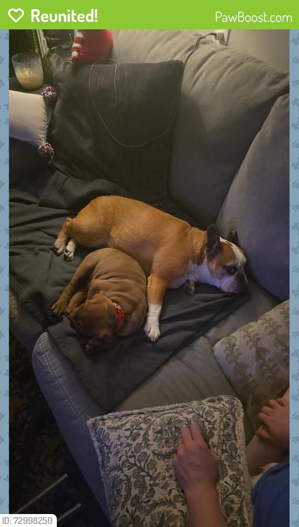 Reunited Female Dog last seen California , Omaha, NE 68131