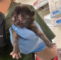 Shelter Stray Female Cat last seen HARRIMAN X TIPPECANOE, 333 Chandler Pl, San Bernardino, CA 92408, USA