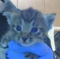 Shelter Stray Female Cat last seen MYRTLE AVE/BRITTNEY LEE CT,95841, 3839 Bradshaw Rd, Sacramento, CA 95827, USA