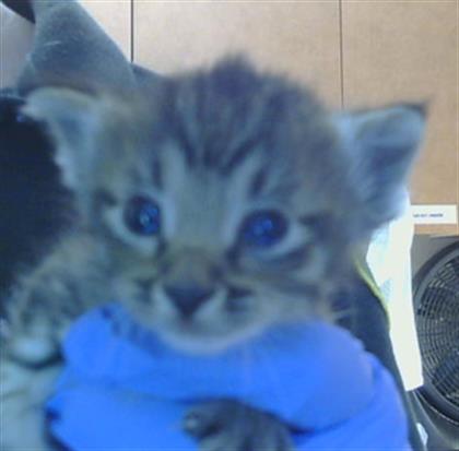 Shelter Stray Female Cat last seen MYRTLE AVE/BRITTNEY LEE CT,95841, 3839 Bradshaw Rd, Sacramento, CA 95827, USA