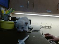 Shelter Stray Male Cat last seen FREEMAN RD/GRANT LINE RD, 95624, 3839 Bradshaw Rd, Sacramento, CA 95827, USA