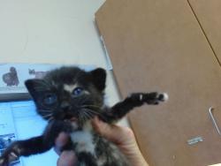 Shelter Stray Female Cat last seen FREEMAN RD/GRANT LINE RD, 95624, 3839 Bradshaw Rd, Sacramento, CA 95827, USA