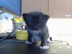 Shelter Stray Female Cat last seen FREEMAN RD/GRANT LINE RD, 95624, 3839 Bradshaw Rd, Sacramento, CA 95827, USA