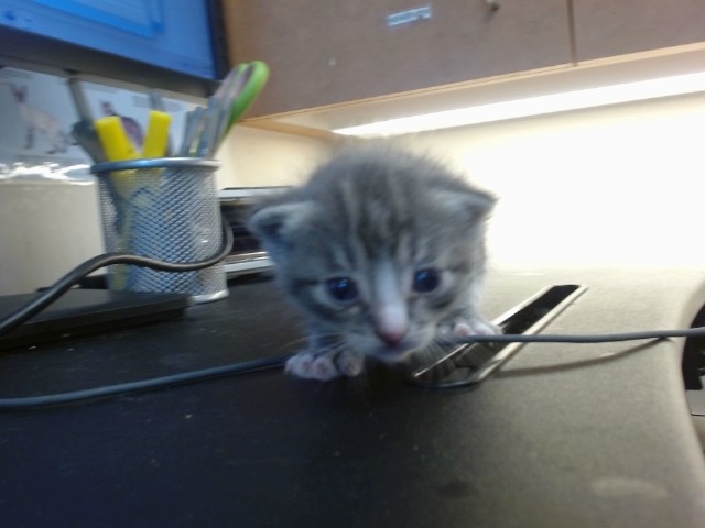 Shelter Stray Male Cat last seen FREEMAN RD/GRANT LINE RD, 95624, 3839 Bradshaw Rd, Sacramento, CA 95827, USA
