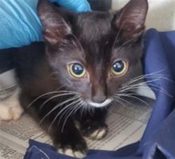 Shelter Stray Female Cat last seen W 6TH ST X N HARRIS ST, 333 Chandler Pl, San Bernardino, CA 92408, USA