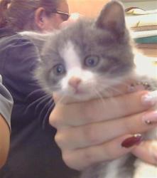 Shelter Stray Female Cat last seen KARM WAY/BARBARA LEE CIR, 95842, 3839 Bradshaw Rd, Sacramento, CA 95827, USA
