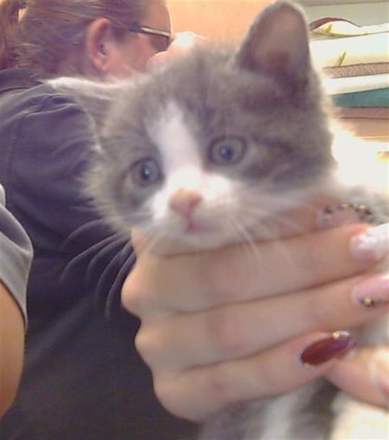 Shelter Stray Female Cat last seen KARM WAY/BARBARA LEE CIR, 95842, 3839 Bradshaw Rd, Sacramento, CA 95827, USA