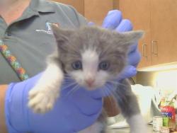 Shelter Stray Male Cat last seen KARM WAY/BARBARA LEE CIR, 95842, 3839 Bradshaw Rd, Sacramento, CA 95827, USA
