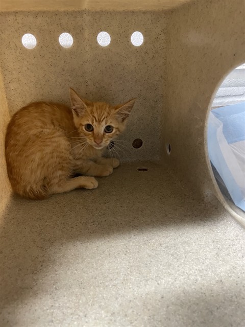 Shelter Stray Male Cat last seen Near BLOCK BUDHENRY PL, TALLAHASSEE FL 32317, 1125 Easterwood Dr, Tallahassee, FL 32311, USA