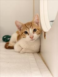 Shelter Stray Male Cat last seen LEFT OUTSIDE SHELTER, 16 Barnes Ct, Hayward, CA 94544, USA