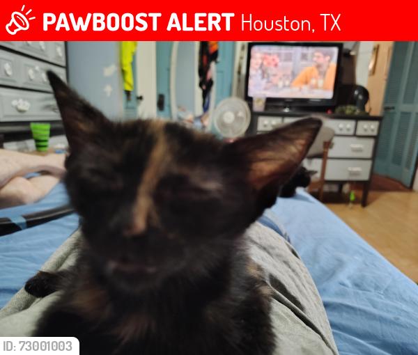 Lost Female Cat last seen Near Texas Ave, Houston, TX 77003, Houston, TX 77003