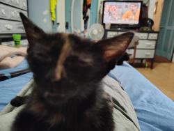 Lost Female Cat last seen Near Texas Ave, Houston, TX 77003, Houston, TX 77003