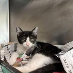 Shelter Stray Male Cat last seen ENCINO COMMONS, 4710 TX-151, San Antonio, TX 78227, USA