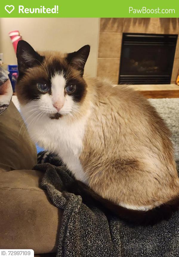 Reunited Male Cat last seen Ingraham Blvd & 76th Ave NE, Marysville, WA 98270