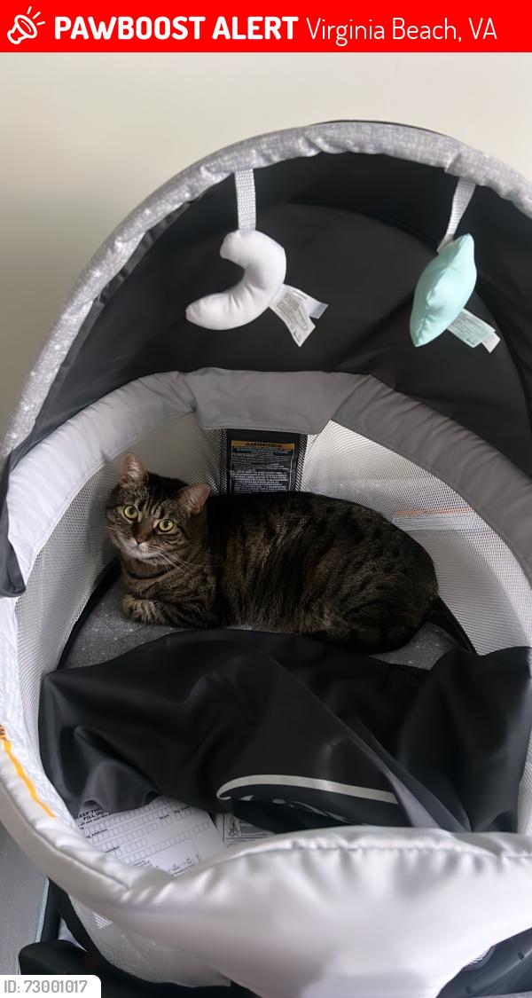 Lost Female Cat last seen Linkhorn Bay apmts, Virginia Beach, VA 23451