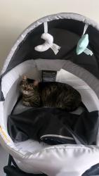 Lost Female Cat last seen Linkhorn Bay apmts, Virginia Beach, VA 23451