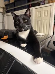 Found/Stray Male Cat last seen Hunte pkwy & otay lakes rd, Chula Vista, CA 91915
