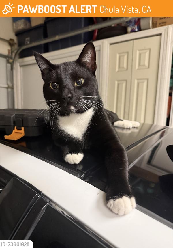 Found/Stray Male Cat last seen Hunte pkwy & otay lakes rd, Chula Vista, CA 91915