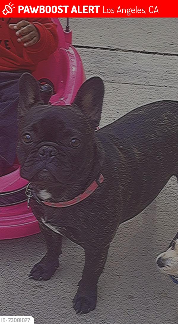 Lost Female Dog last seen 106th and Figueroa , Los Angeles, CA 90003