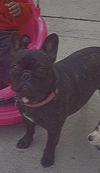 Lost Female Dog last seen 106th and Figueroa , Los Angeles, CA 90003