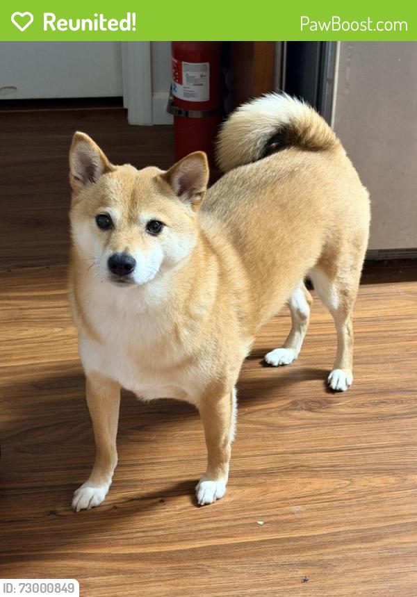 Reunited Male Dog last seen Endinburgh st and Persia st , San Francisco, CA 94112