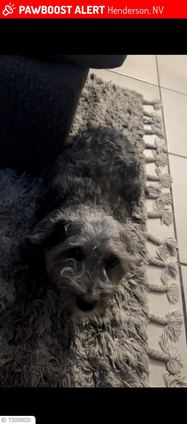 Lost Male Dog last seen Geronimo ct, Henderson, NV 89074
