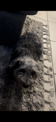 Lost Male Dog last seen Geronimo ct, Henderson, NV 89074