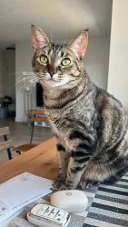 Lost Female Cat last seen Sofi Berryessa , San Jose, CA 95133