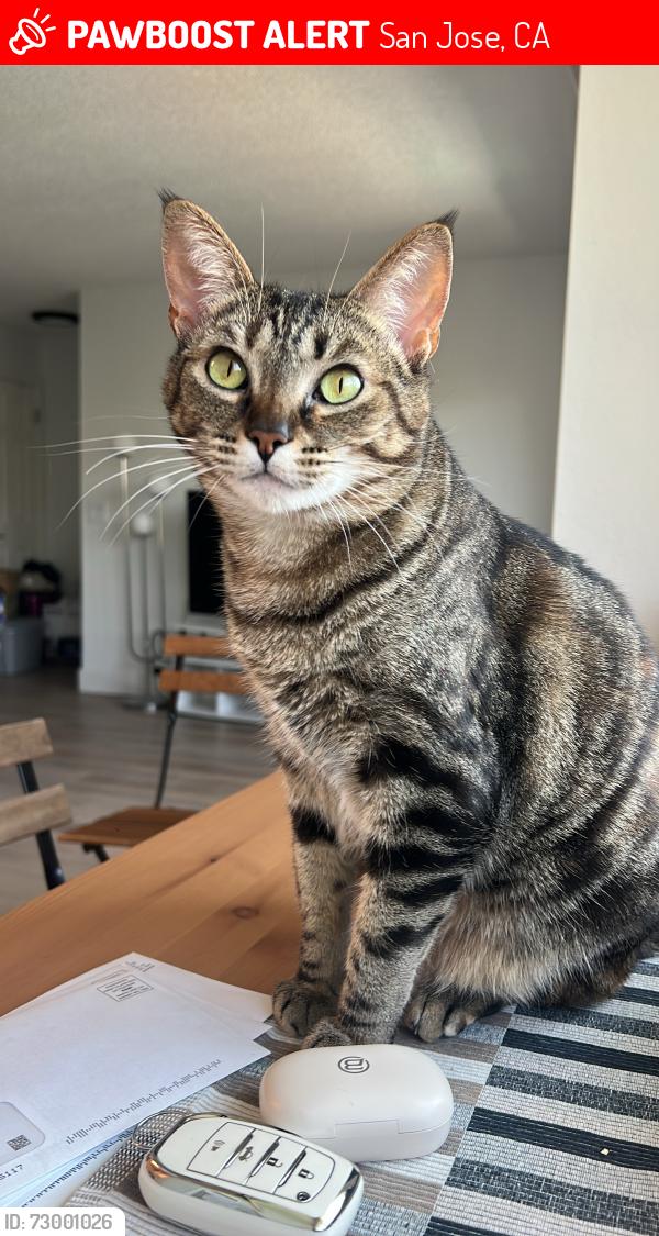 Lost Female Cat last seen Sofi Berryessa , San Jose, CA 95133