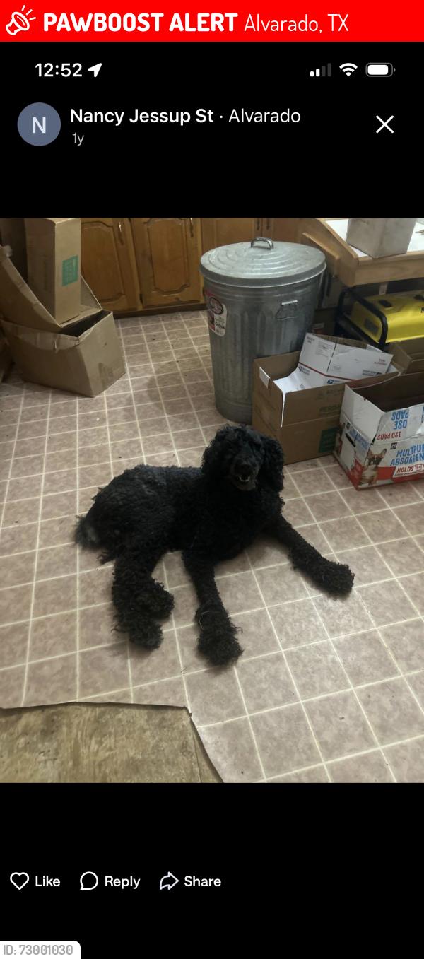 Lost Male Dog last seen Near South Parkway Alvarado, Alvarado, TX 76009