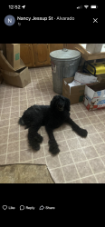 Lost Male Dog last seen Near South Parkway Alvarado, Alvarado, TX 76009