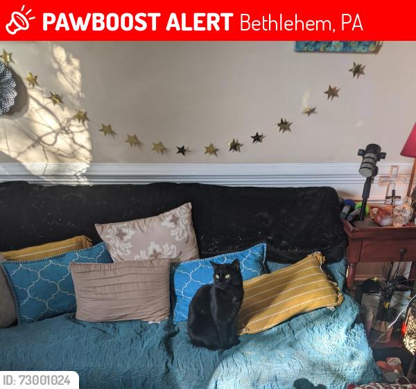 Lost Female Cat last seen Extended Stay America , Bethlehem, PA 18017